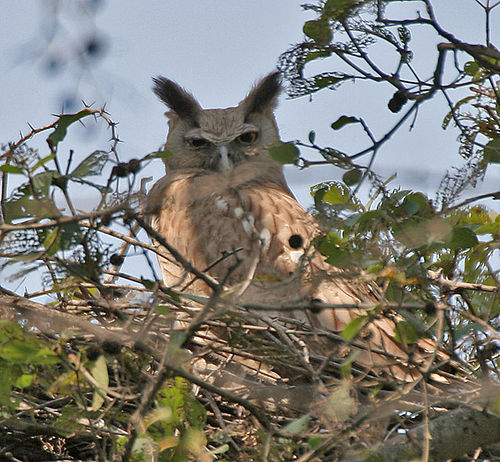 Dusky eagle-owl